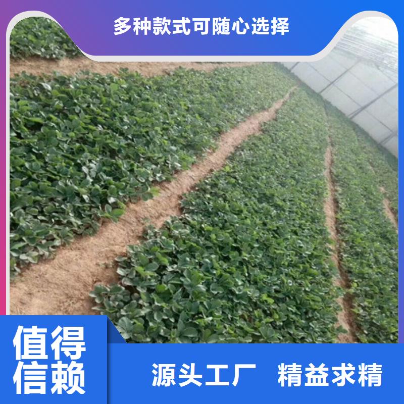 草莓苗黄金苹果树苗随心所欲定制