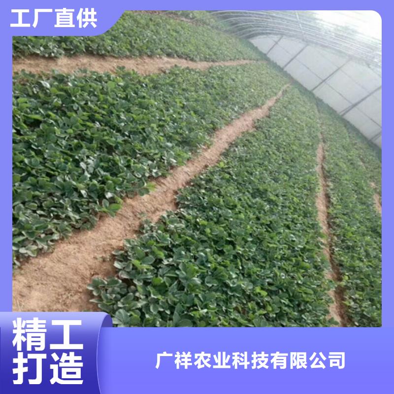 草莓苗梨树苗基地研发生产销售