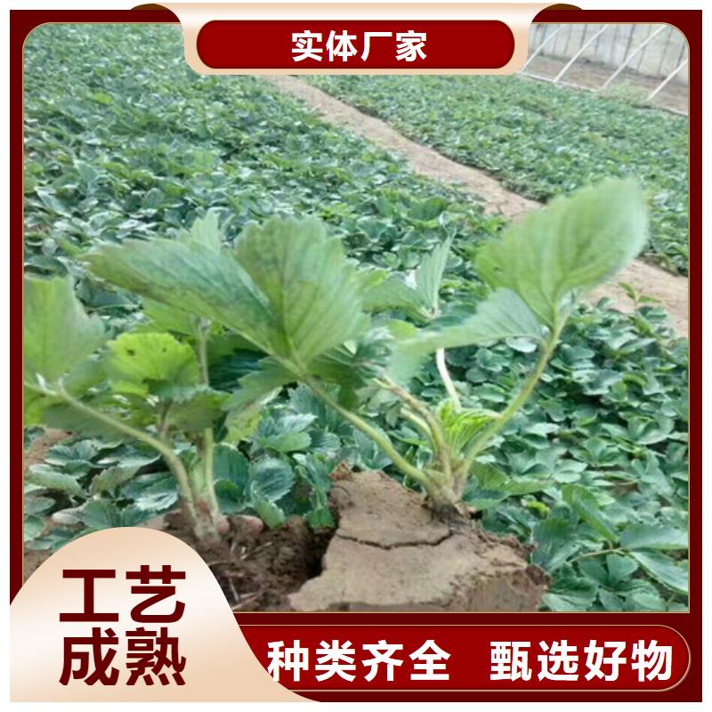 草莓苗果树苗诚信为本