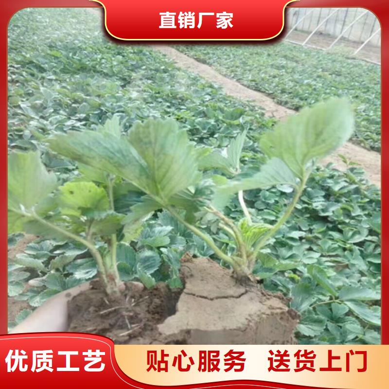 草莓苗-【苹果苗】甄选好物