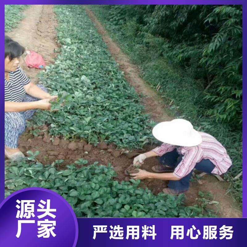 草莓苗甜柿子树苗应用范围广泛