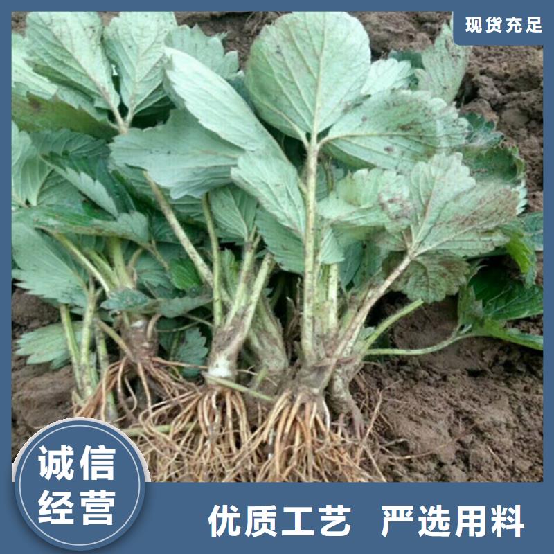 草莓苗青苹果树苗客户满意度高