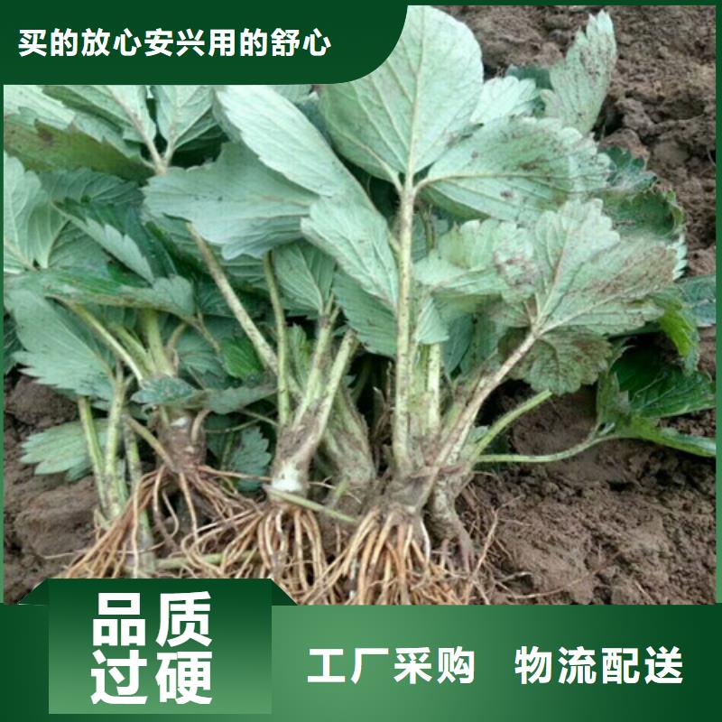 草莓苗_【吉塞拉6号砧木】技术先进