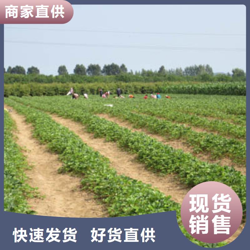 【草莓苗】阳光玫瑰葡萄树苗品质保证实力见证