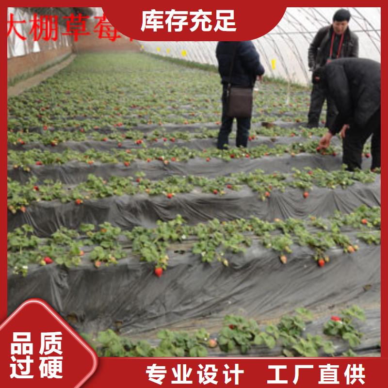 【草莓苗】苹果苗支持大小批量采购