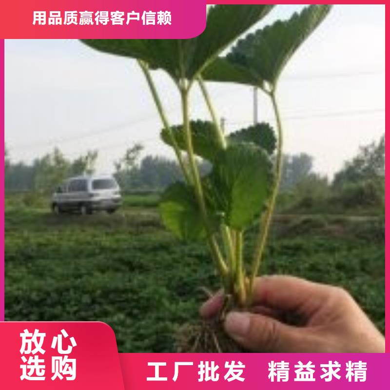 【草莓苗,桃树苗诚信经营质量保证】