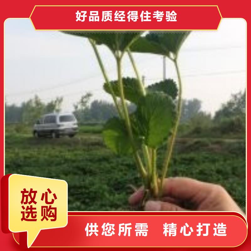 【草莓苗】黑珍珠草莓苗厂家新品