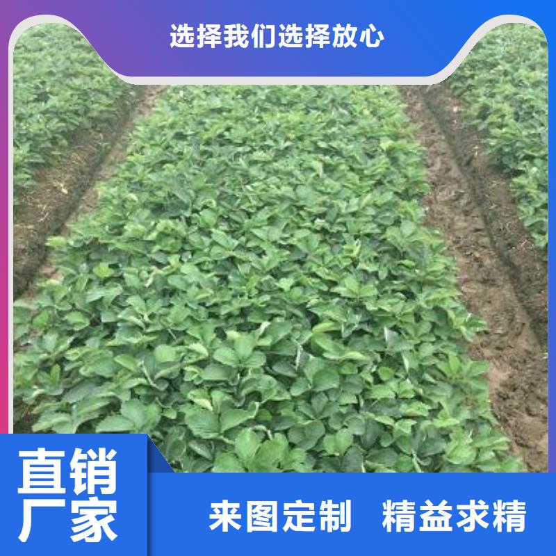 草莓苗【黑珍珠草莓苗】质优价保