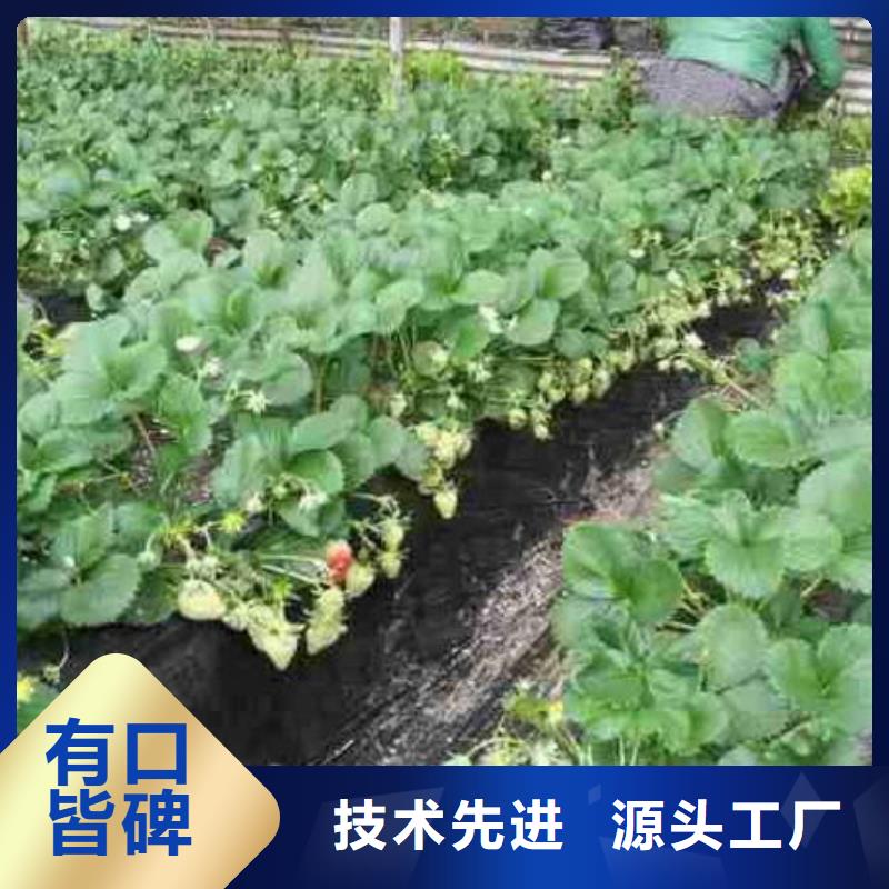 【草莓苗】葡萄苗基地厂家实力雄厚