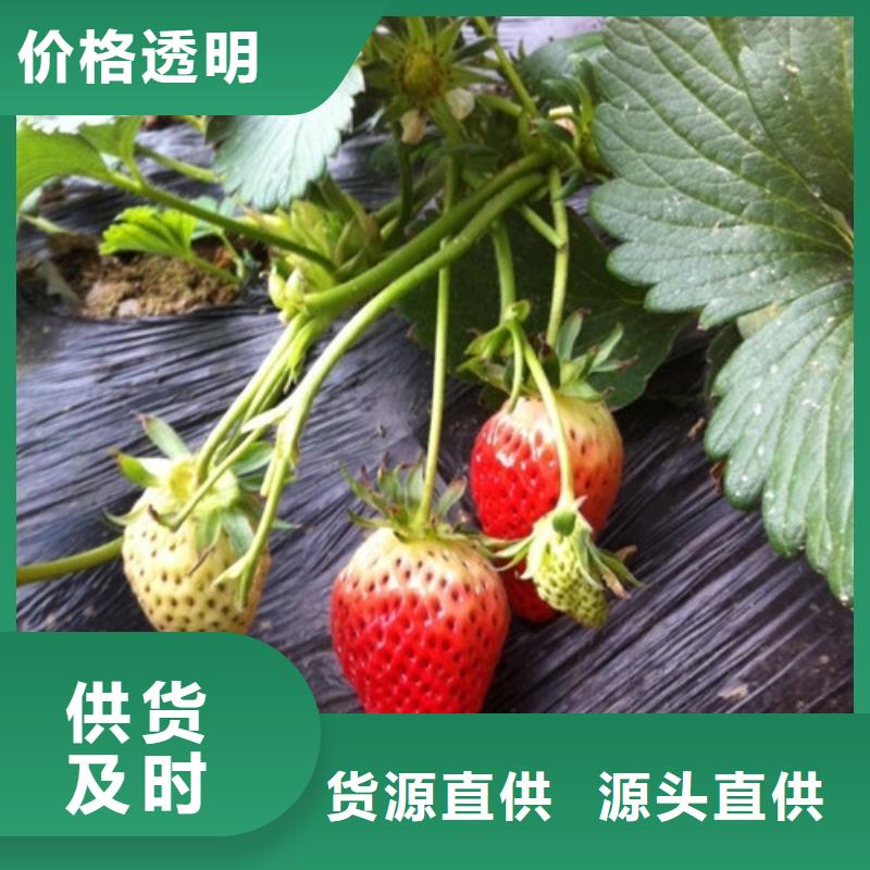 草莓苗_珍珠枣油桃树苗品质无所畏惧