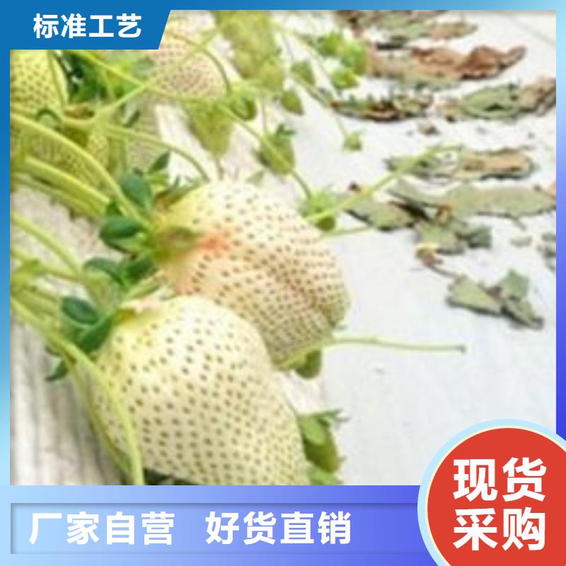 【草莓苗】阳光玫瑰葡萄树苗品质保证实力见证