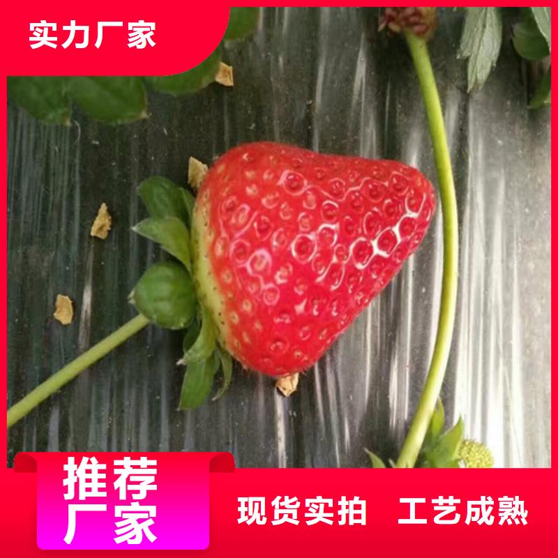 【草莓苗_苹果苗优选好材铸造好品质】