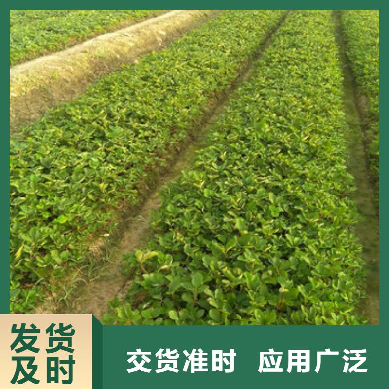 【草莓苗_梨树苗基地满足多种行业需求】