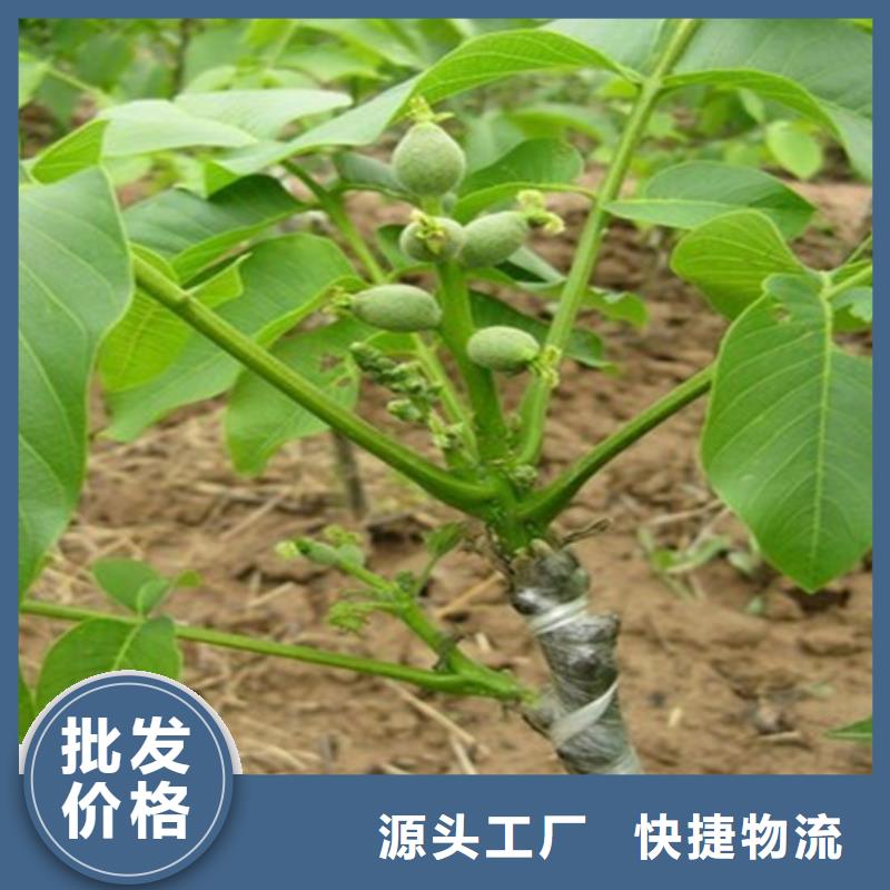 【核桃苗果树苗批发基地生产型】