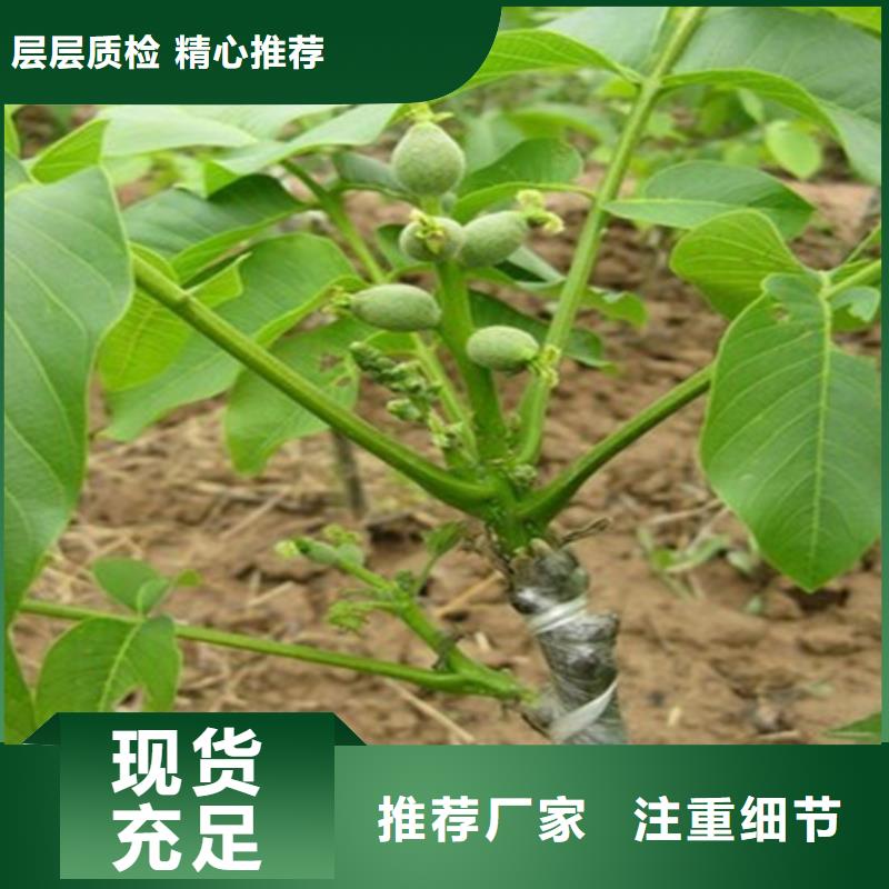 核桃苗草莓苗价格颜色尺寸款式定制