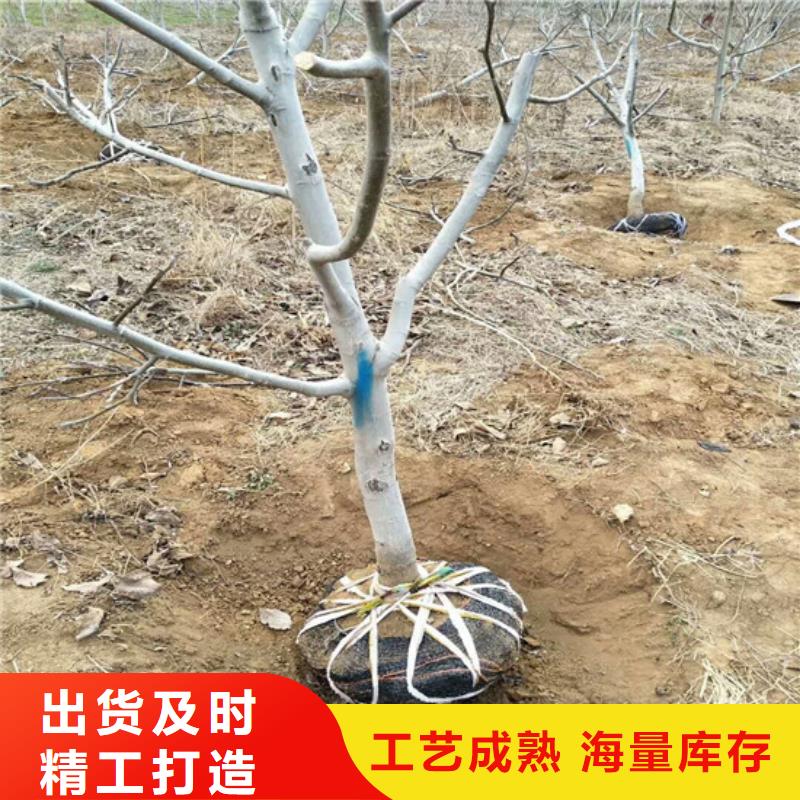 核桃苗【苹果苗基地】追求品质