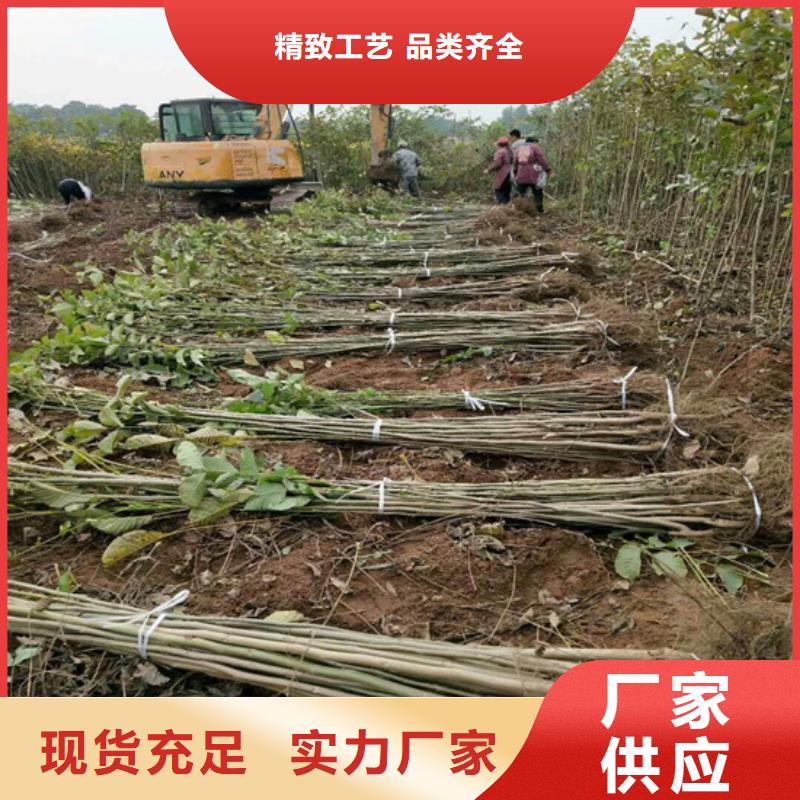 核桃苗_青苹果树苗选择大厂家省事省心