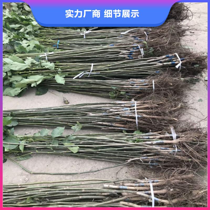 【核桃苗蓝莓苗好货直销】