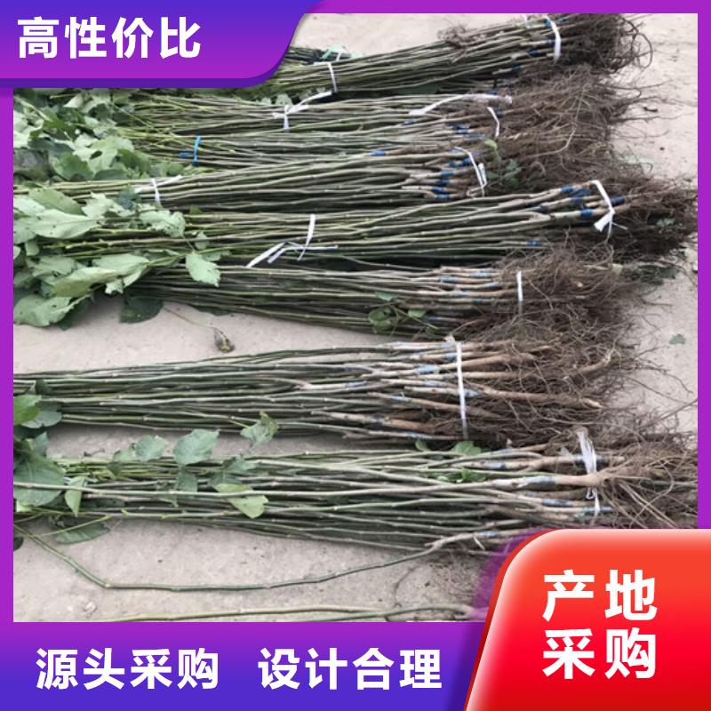 核桃苗梨树苗品牌企业