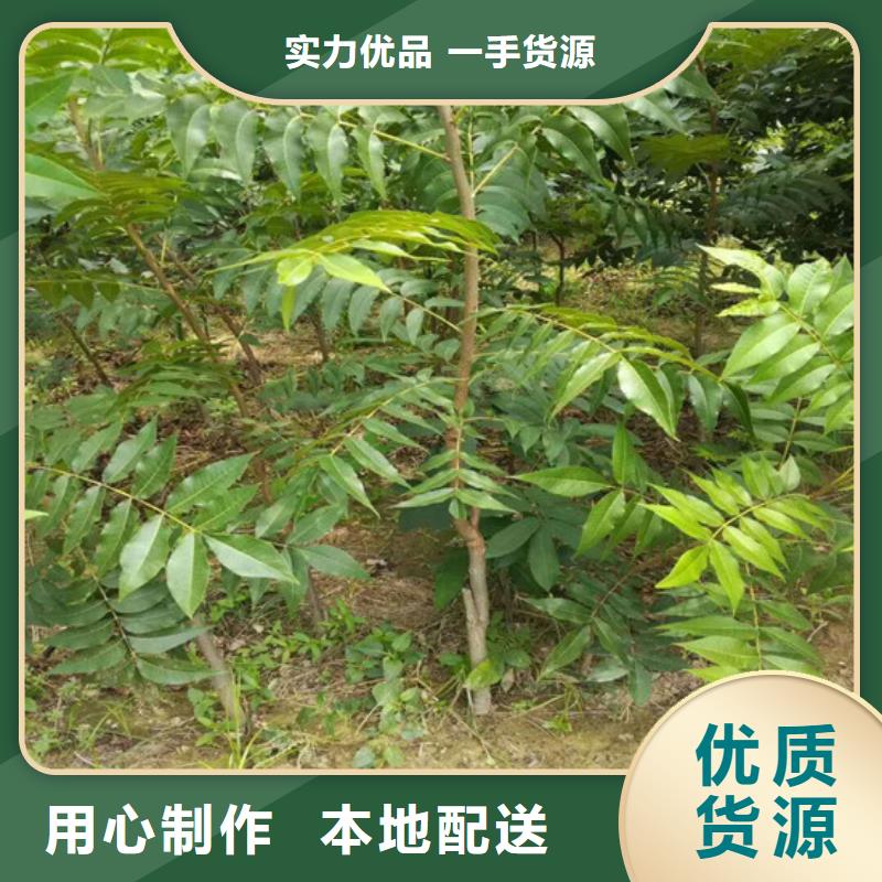 核桃苗桃树苗基地送货上门