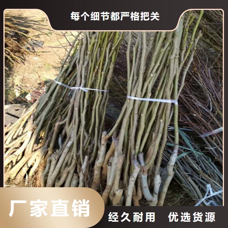 核桃苗,毛蟠桃树苗基地实力厂商