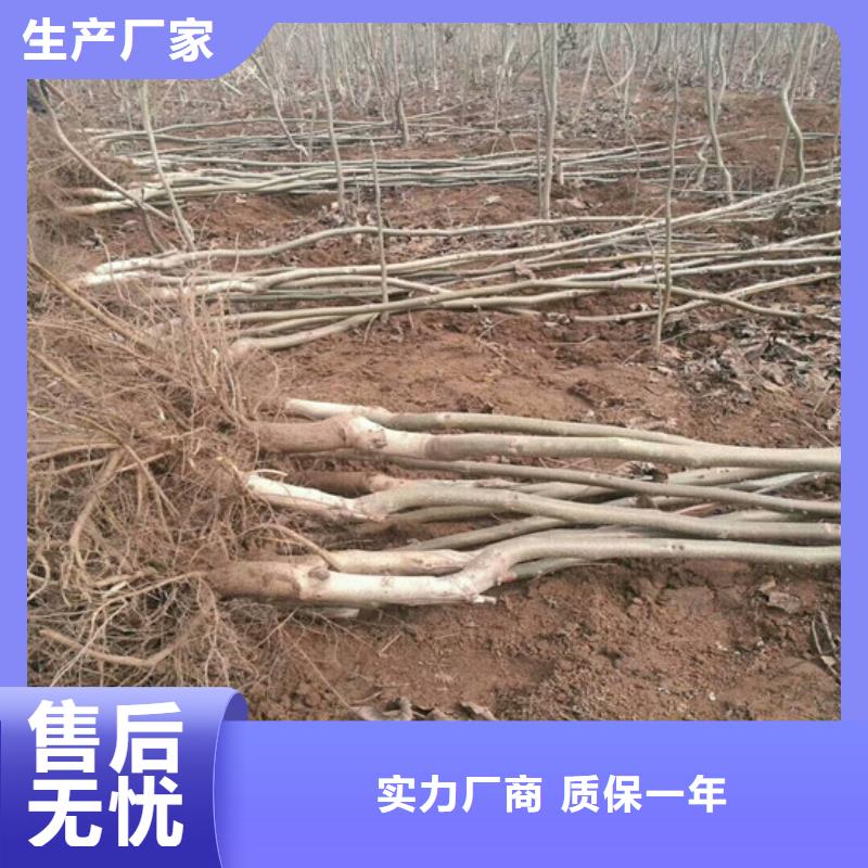 核桃苗【苹果苗】细节之处更加用心