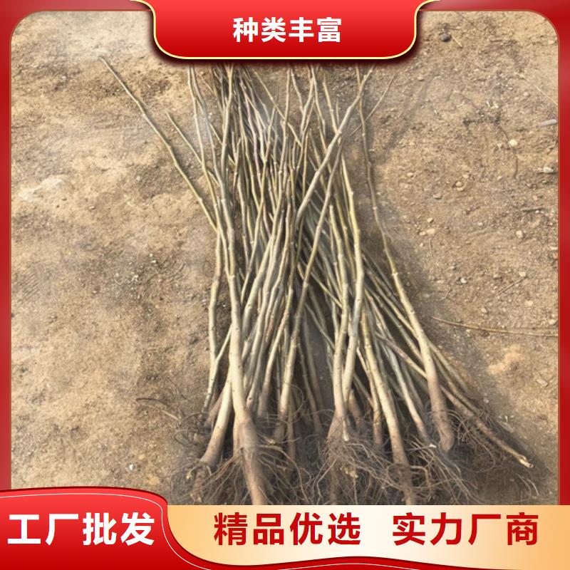 核桃苗红蜜桃树苗支持加工定制