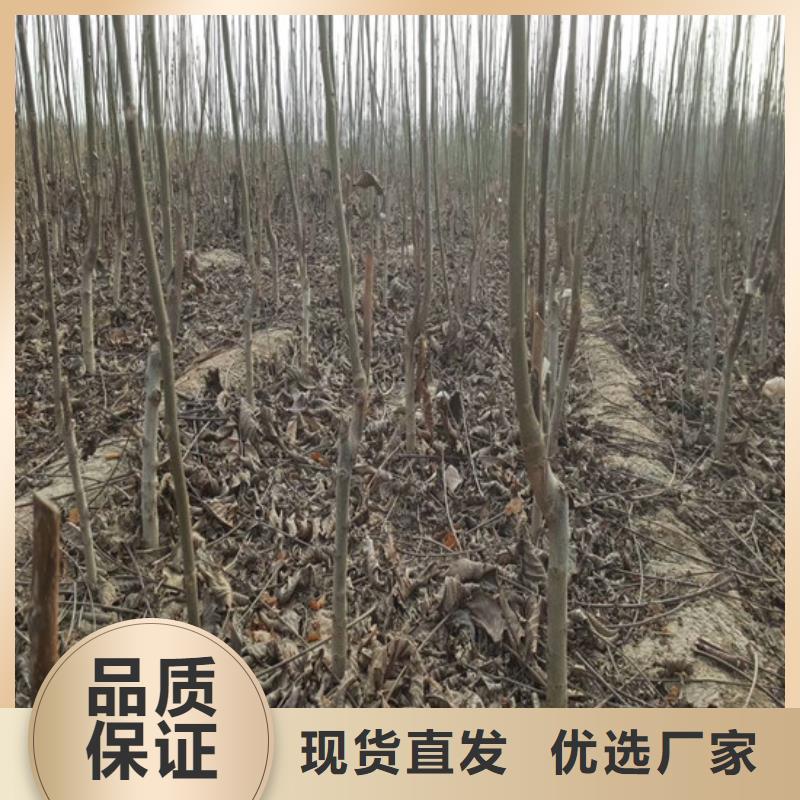 核桃苗大棚草莓苗实体厂家大量现货