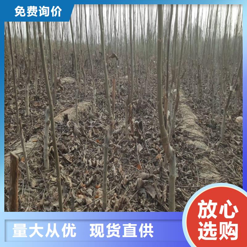 核桃苗草莓苗价格支持大批量采购