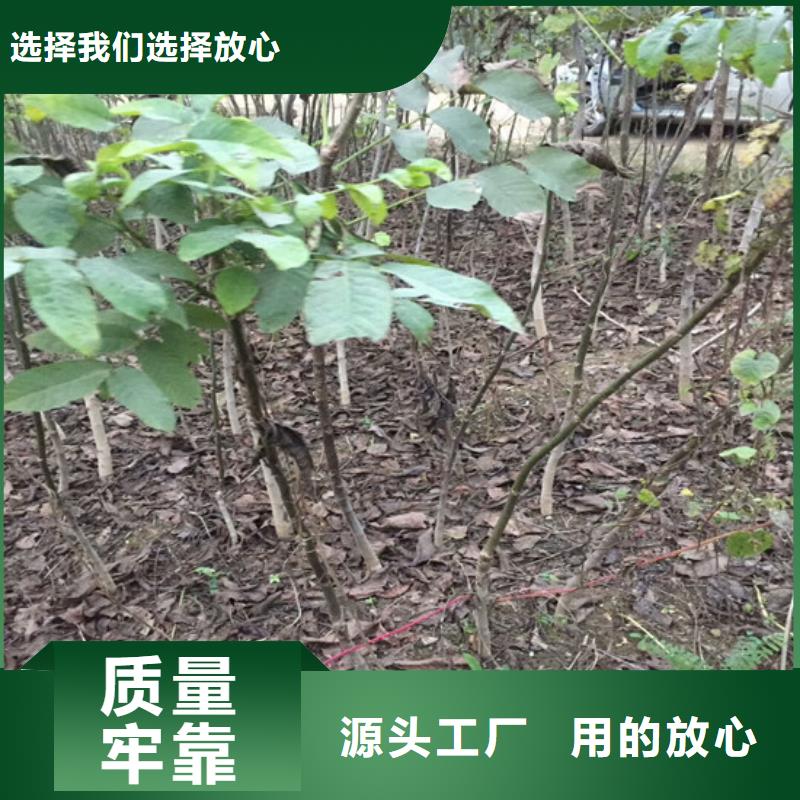 【核桃苗】大棚草莓苗一对一为您服务