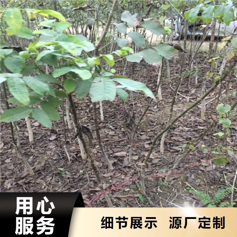 【核桃苗桃树苗基地出货及时】