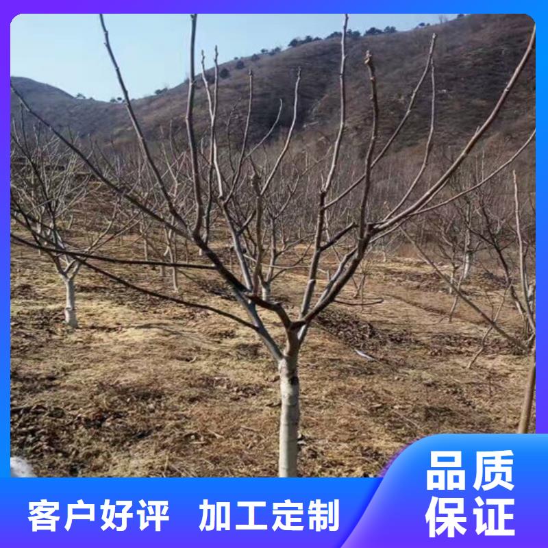 核桃苗苹果苗应用范围广泛