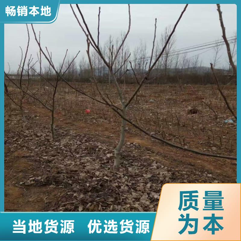 【核桃苗】_黄金苹果树苗基地品质好才是硬道理