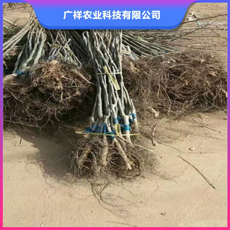 核桃苗-果树苗批发基地厂家品控严格