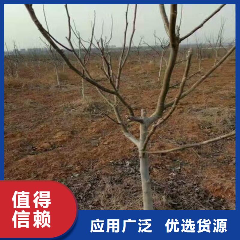 核桃苗_桃树苗基地无中间商厂家直销