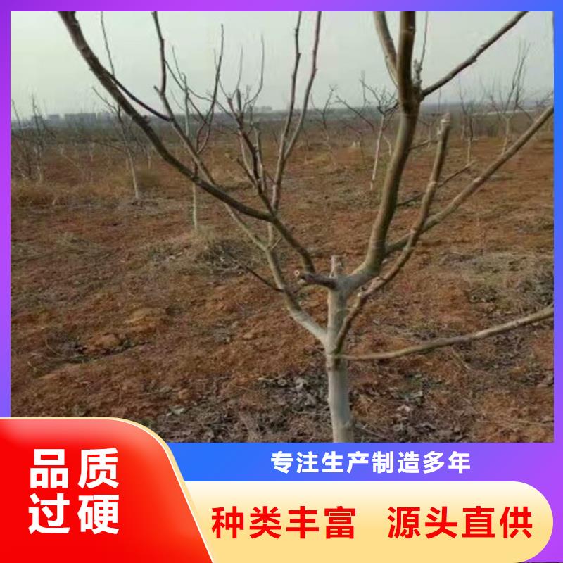 核桃苗桃树苗基地N年生产经验