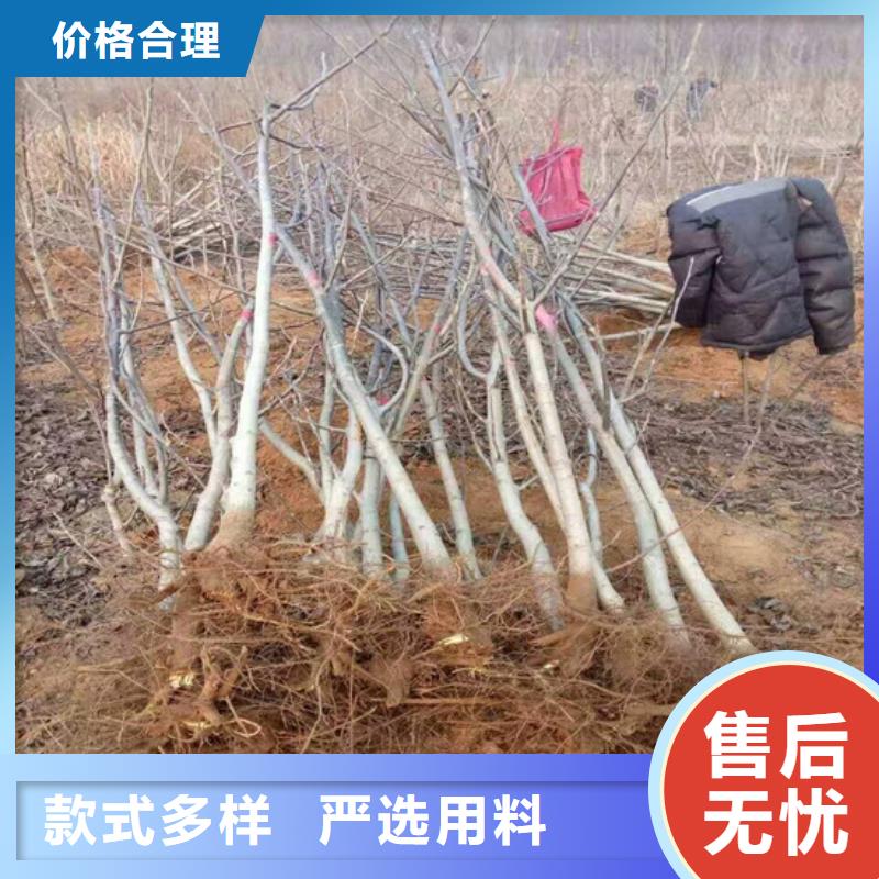 核桃苗苹果苗应用范围广泛