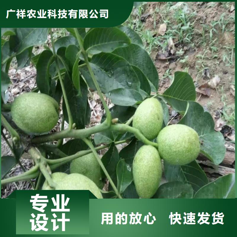 【核桃苗,苹果苗信誉有保证】