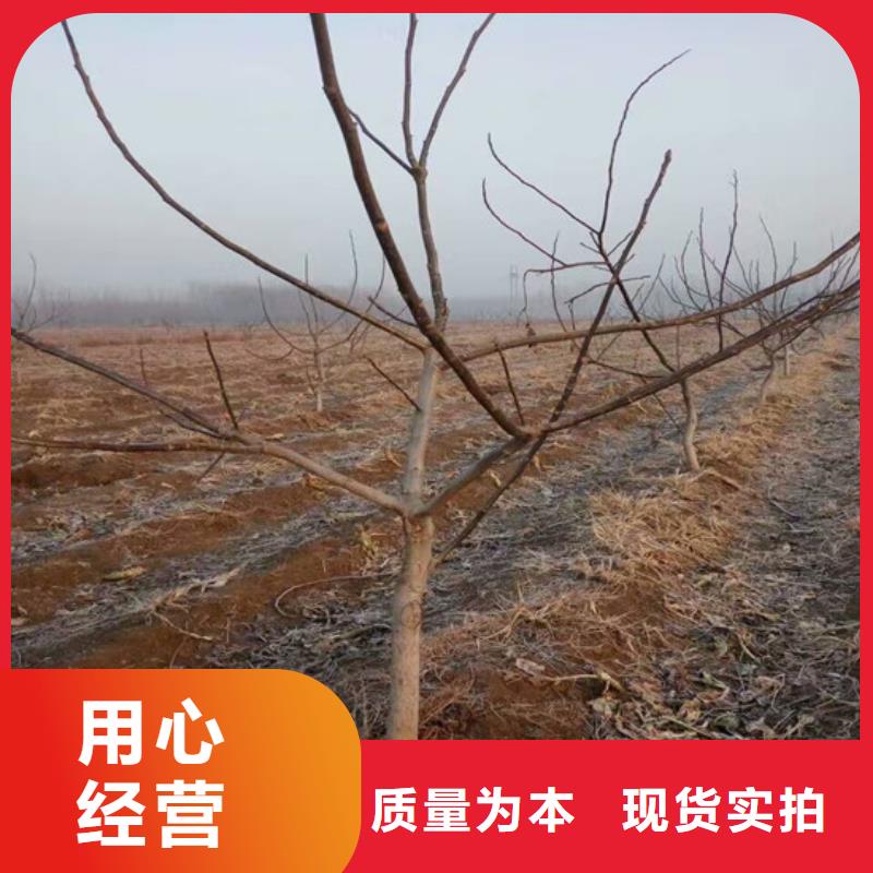 【核桃苗】无花果树苗敢与同行比价格