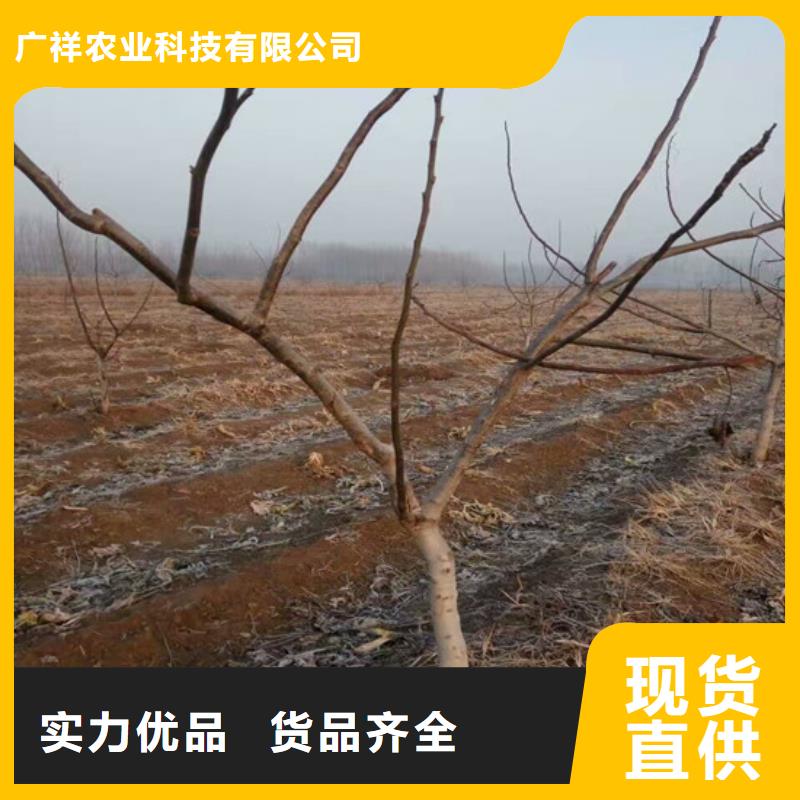 核桃苗【大棚草莓苗】规格型号全