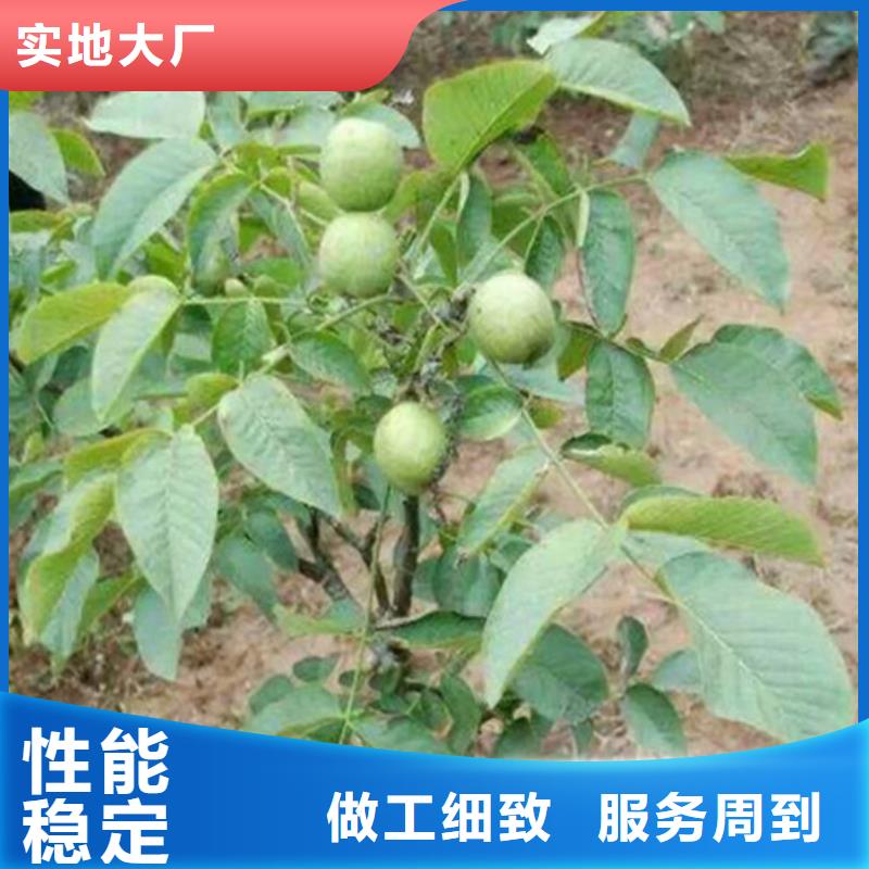 核桃苗草莓苗价格定制不额外收费