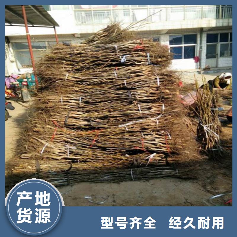 核桃苗【黑珍珠草莓苗】精心推荐