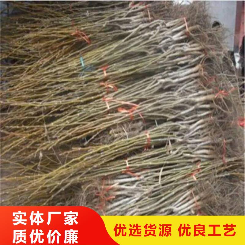 核桃苗火箭大樱桃树苗严选用料