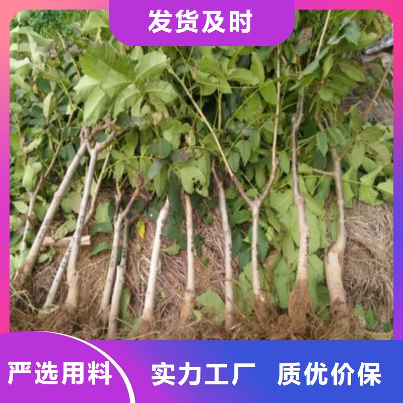 【核桃苗】大棚草莓苗设备齐全支持定制