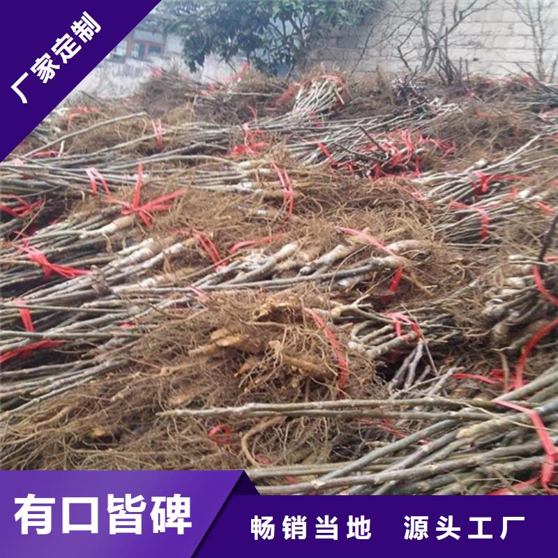 核桃苗大棚草莓苗实体厂家大量现货