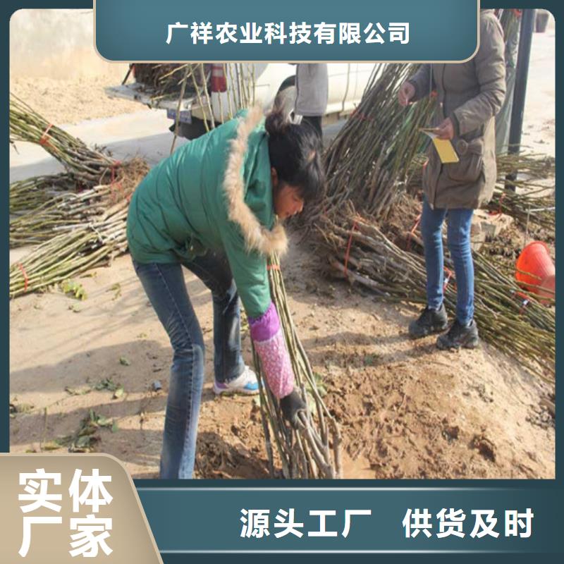 核桃苗草莓苗价格把实惠留给您