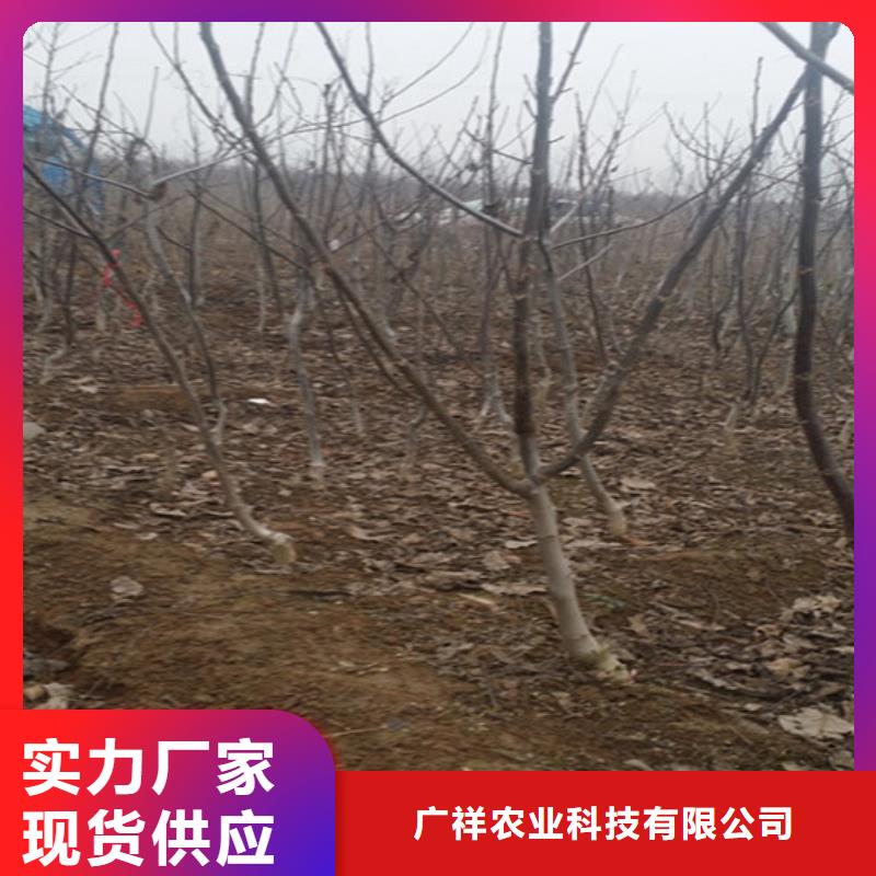 核桃苗草莓苗价格把实惠留给您