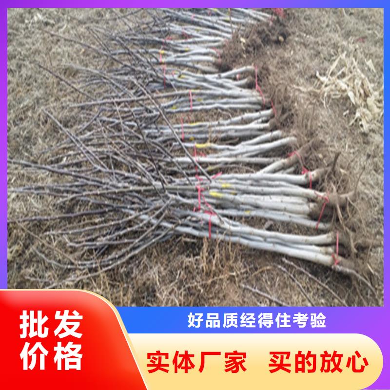 核桃苗-果树苗批发基地厂家品控严格