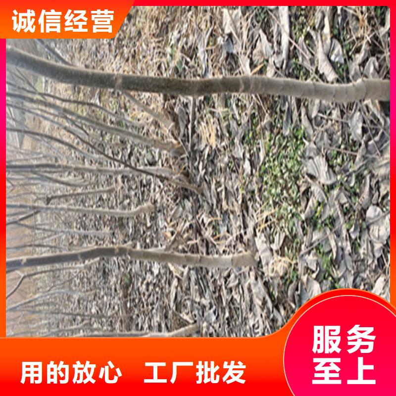 核桃苗果树苗批发基地出厂价