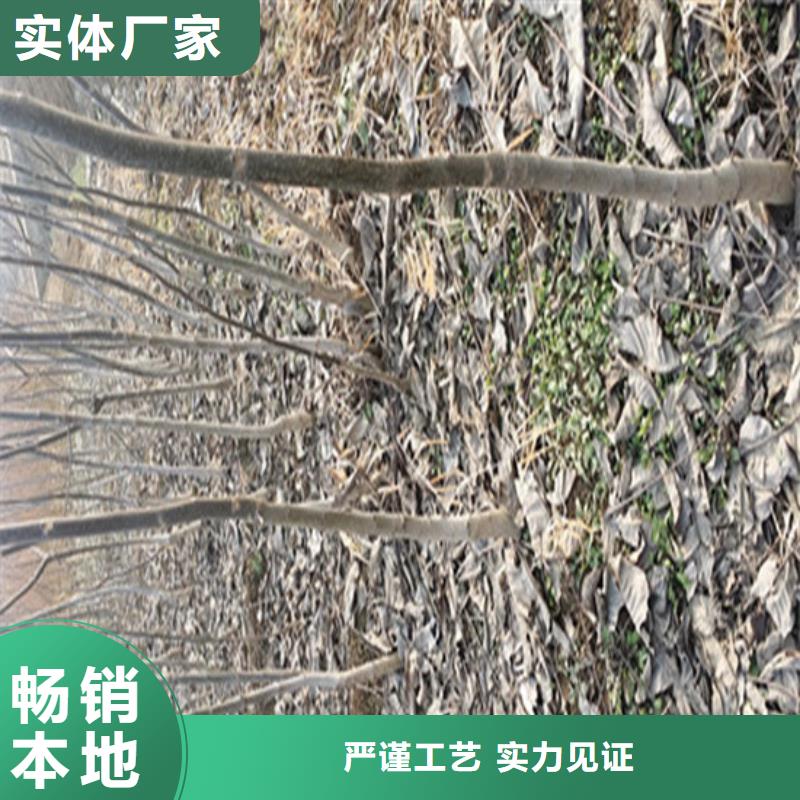 【核桃苗】葡萄苗基地拒绝中间商